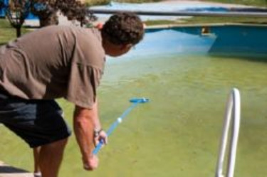 how to clean a pool full of algae