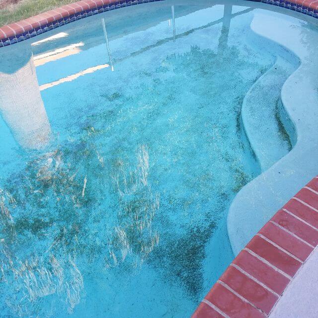 kill algae in pool fast