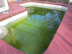 pool turned green after adding alkalinity